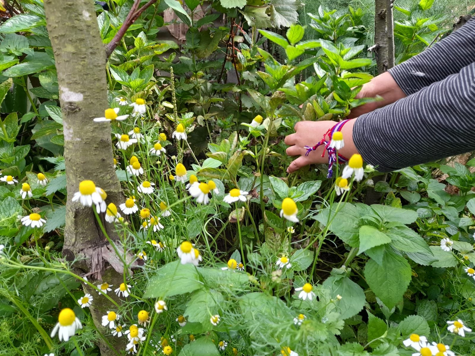  Aunque la mayoría de las plantas medicinales ancestrales suelen reproducirse en todos los campos, las comadronas han optado por crear sus propios huertos y así mantener su frescura. Foto: Mirna Alvarado 